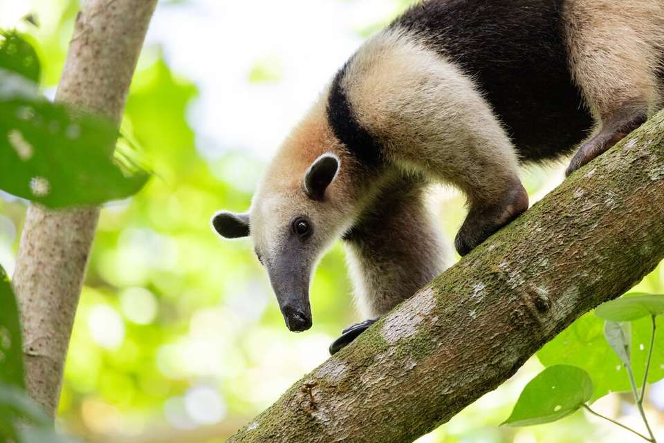 Classic Costa Rica - Intrepid Travel - Costa Rica - Image 15