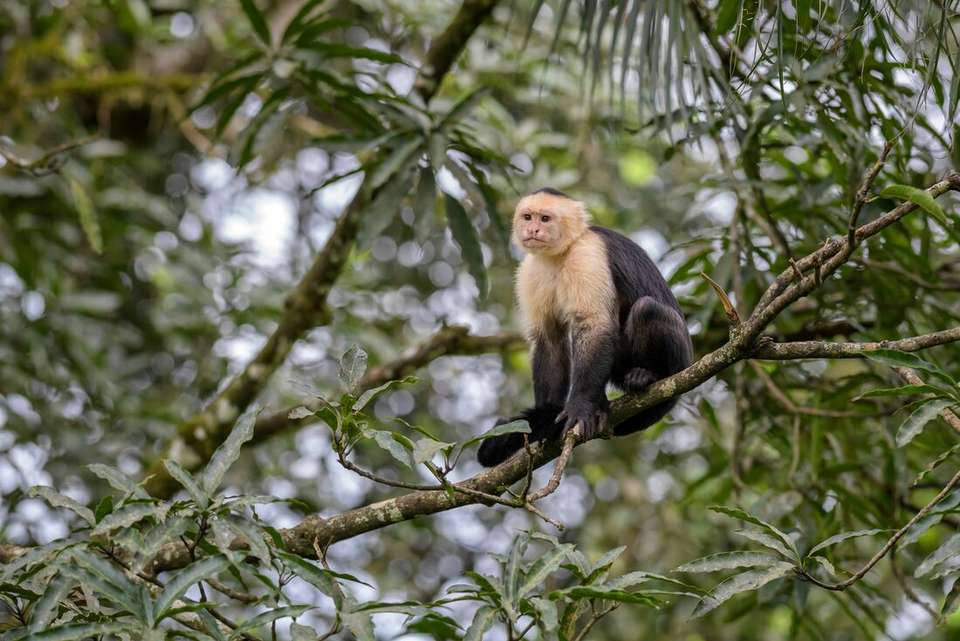 Classic Costa Rica - Intrepid Travel - Costa Rica - Image 12
