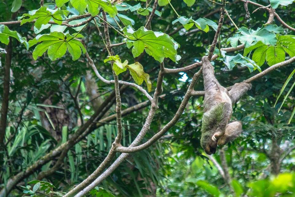 Classic Costa Rica - Intrepid Travel - Costa Rica - Image 9