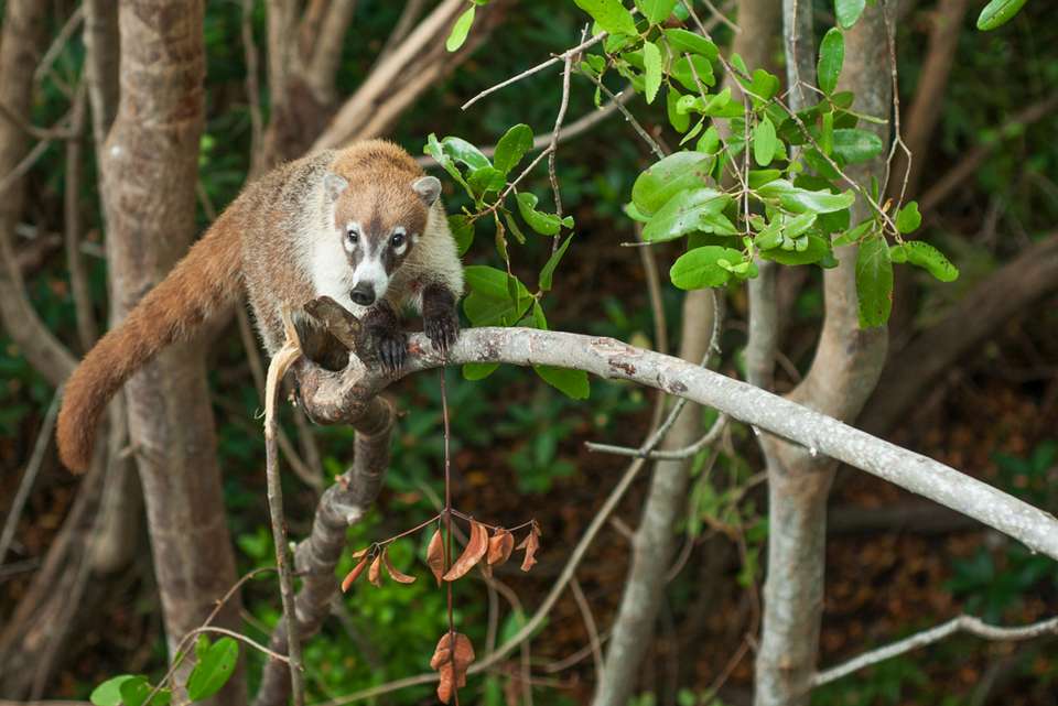 Classic Costa Rica - Intrepid Travel - Costa Rica - Image 8
