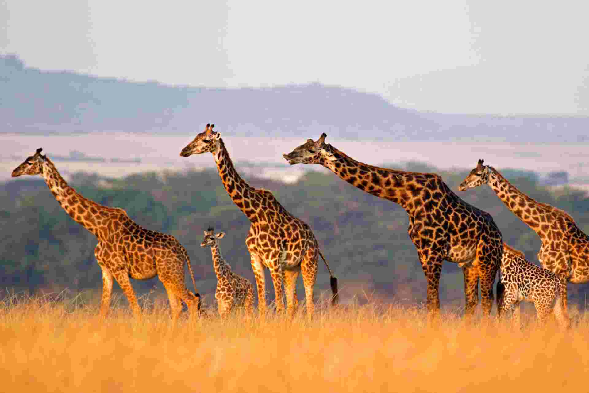 Classic East Africa