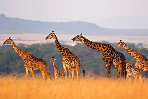 Classic East Africa - 13 Days