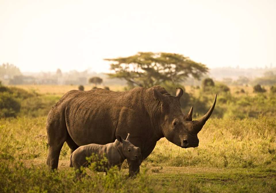 Classic East Africa - Indus Travels - Kenya - Image 6