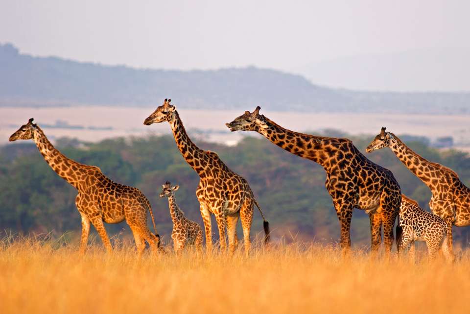 Classic East Africa - Intrepid Travel - Kenya - Image 1