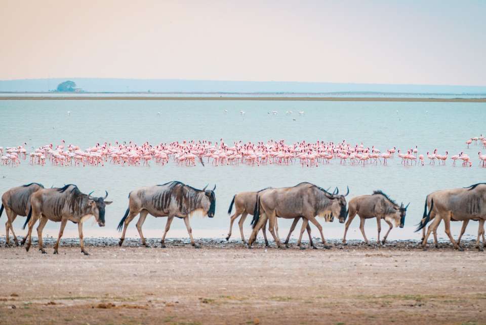 Classic East Africa - Intrepid Travel - Kenya - Image 20