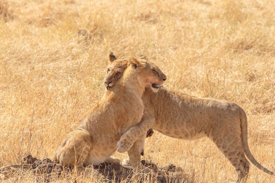 Classic East Africa - Intrepid Travel - Kenya - Image 18