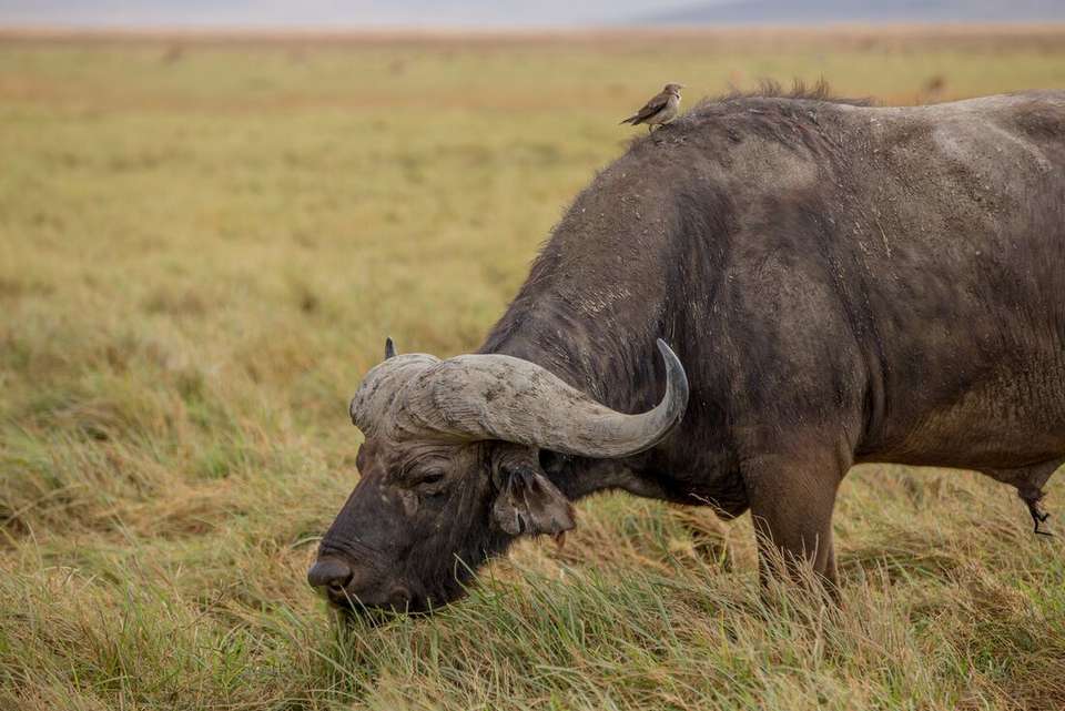 Classic East Africa - Intrepid Travel - Kenya - Image 16