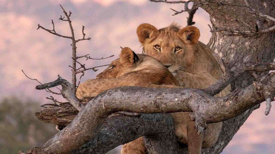 Classic East Africa - Indus Travels - Kenya - Image 7