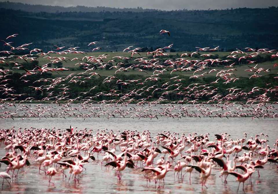 Classic East Africa - Indus Travels - Kenya - Image 3