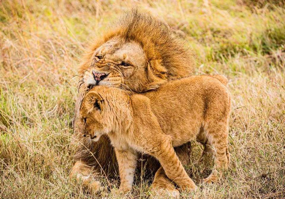 Classic East Africa - Indus Travels - Kenya - Image 5
