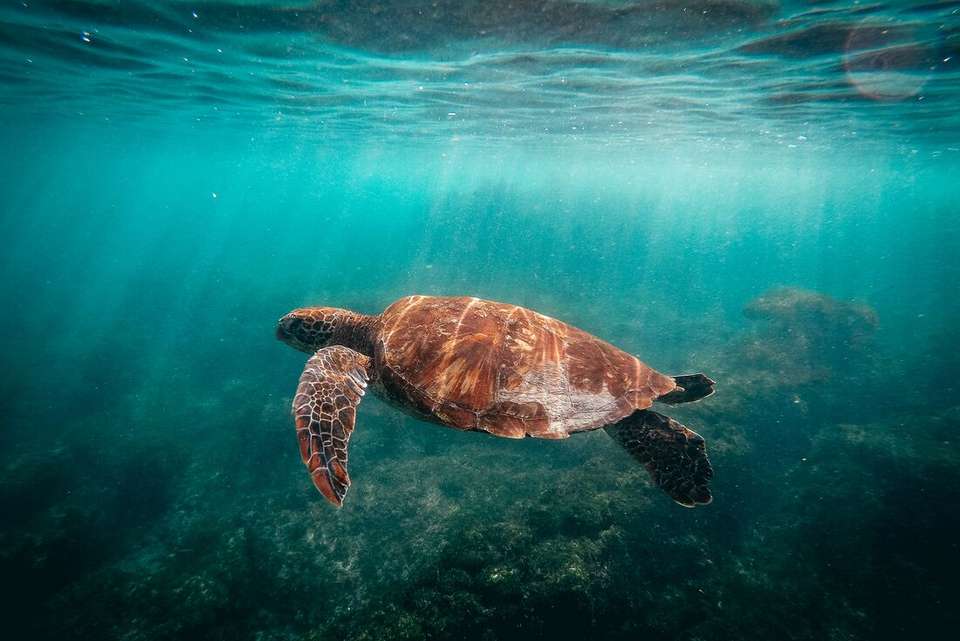 Classic Galapagos: Central Eastern Islands (Grand Queen Beatriz) - Intrepid Travel - Ecuador - Image 11