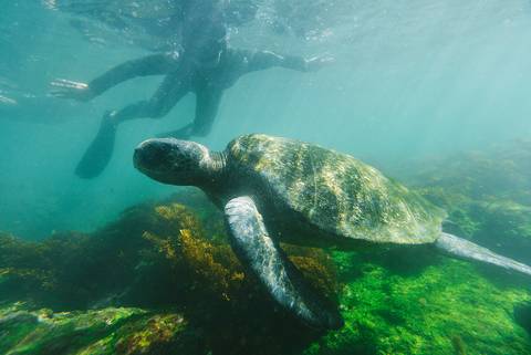 Classic Galapagos: Central Eastern Islands (grand Queen Beatriz) - October 2025