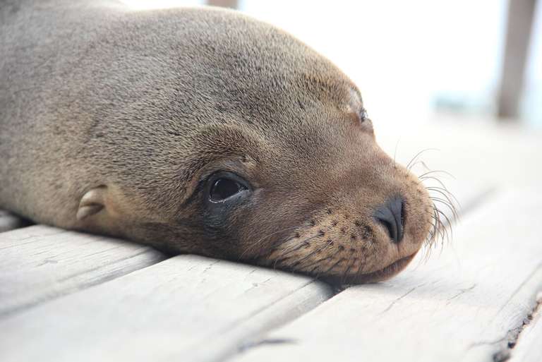 Classic Galapagos: Central Southern Islands (Grand Queen Beatriz) trip - alternative tour available