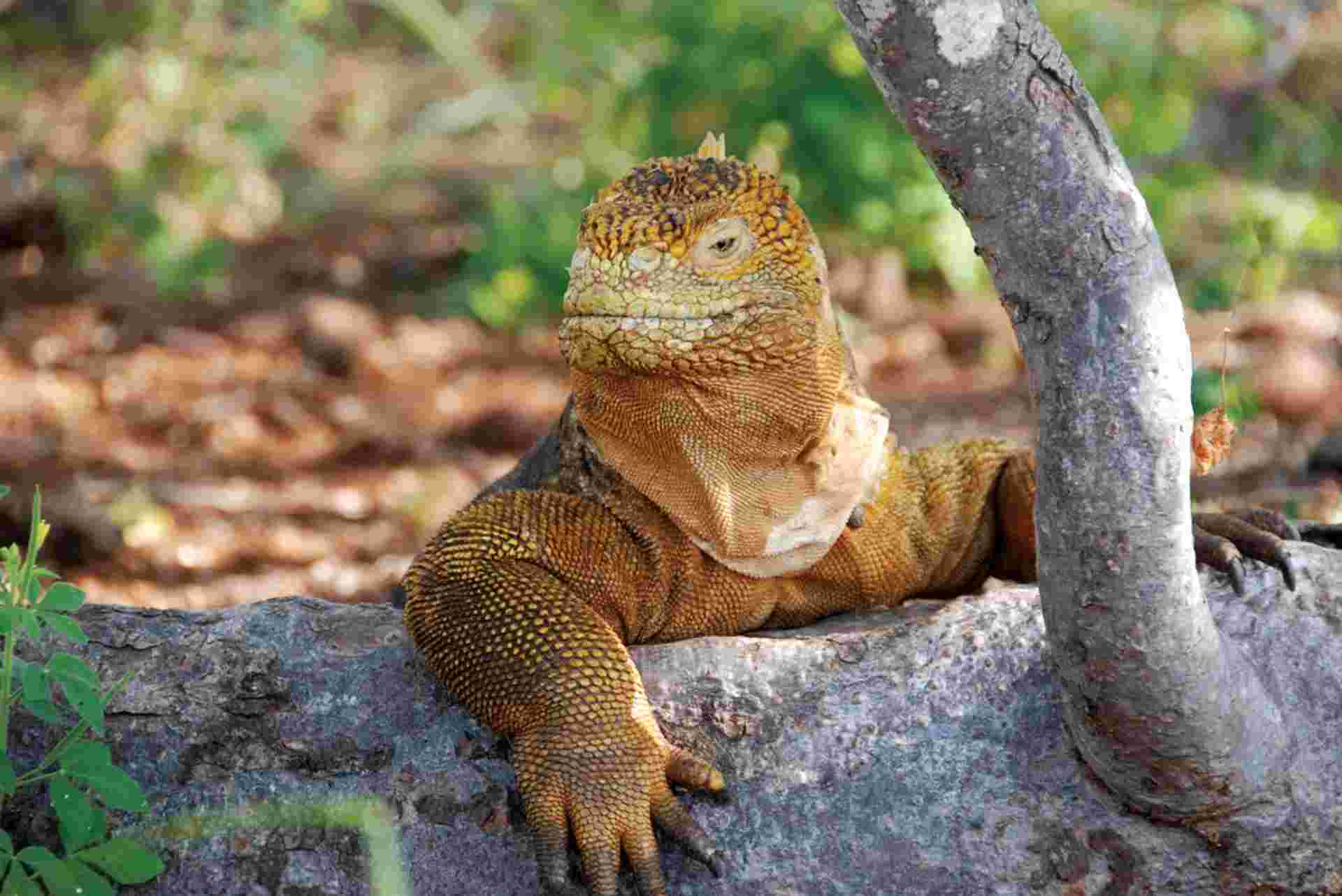 Classic Galapagos: Southern Islands (Grand Queen Beatriz)
