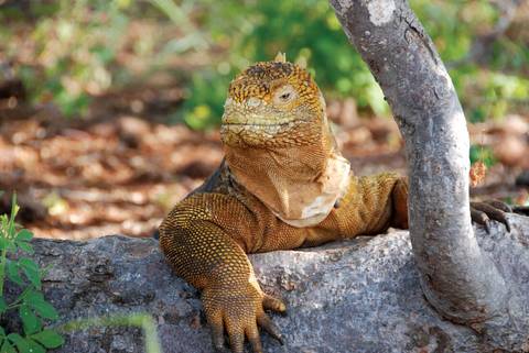 Classic Galapagos: Southern Islands (grand Queen Beatriz)