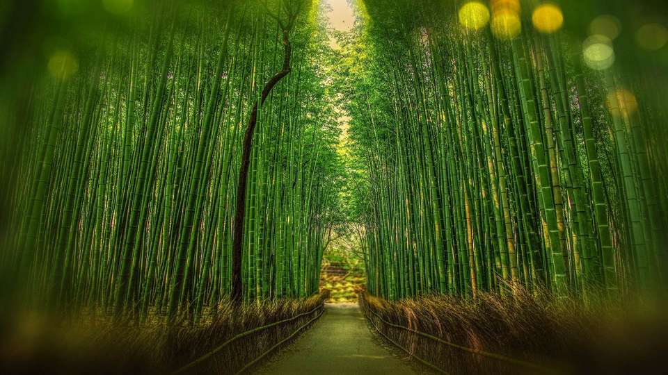 Classic Japan Starting Kyoto - Indus Travels - Japan - Image 7