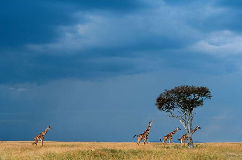 Classic Kenya 4WD Safari - undefined - Image 3