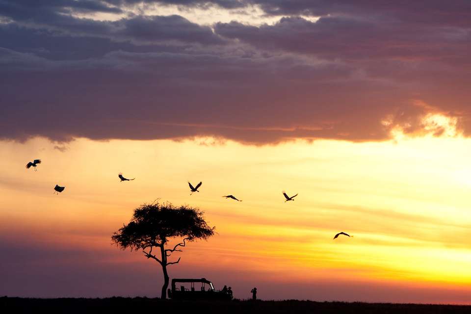 Classic Kenya 4WD Safari - undefined - Image 4