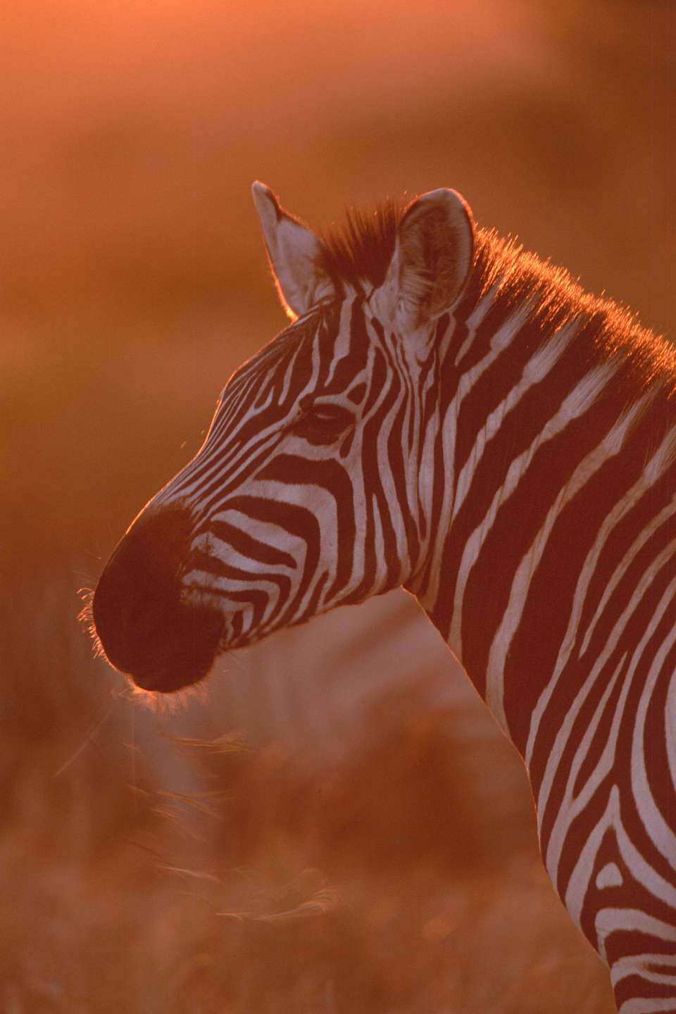 Classic Kenya 4WD Safari - undefined - Image 7