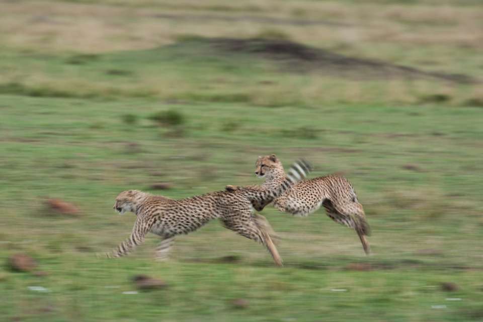 Classic Kenya 4WD Safari - undefined - Image 8
