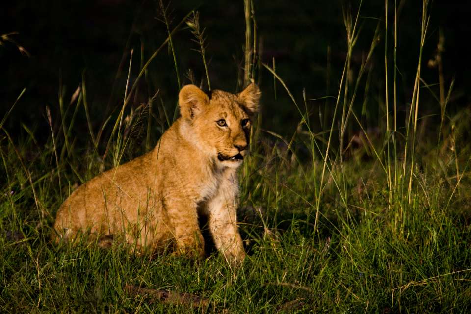 Classic Kenya 4WD Safari - undefined - Image 10