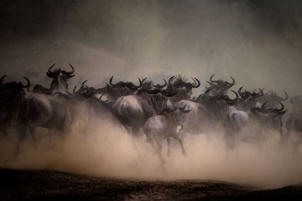 Classic Kenya 4WD Safari - undefined - Image 11