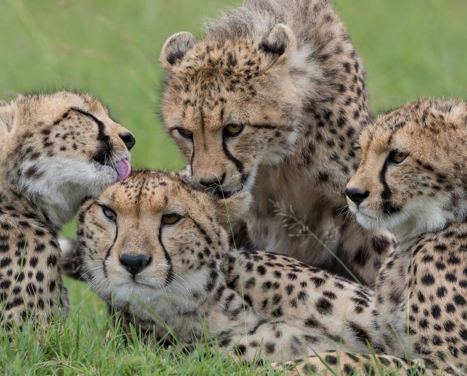 Classic Kenya 4WD Safari - undefined - Image 12
