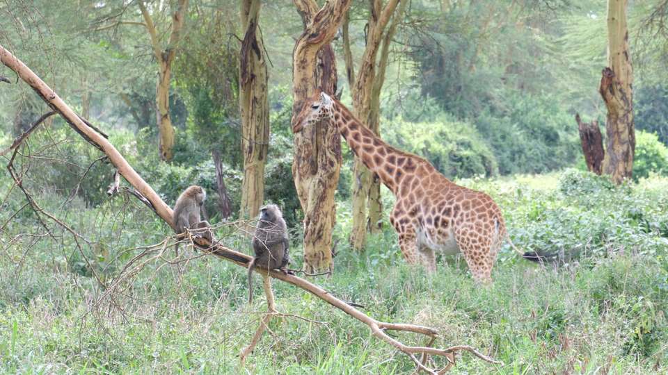 Classic Kenya 4WD Safari - undefined - Image 15