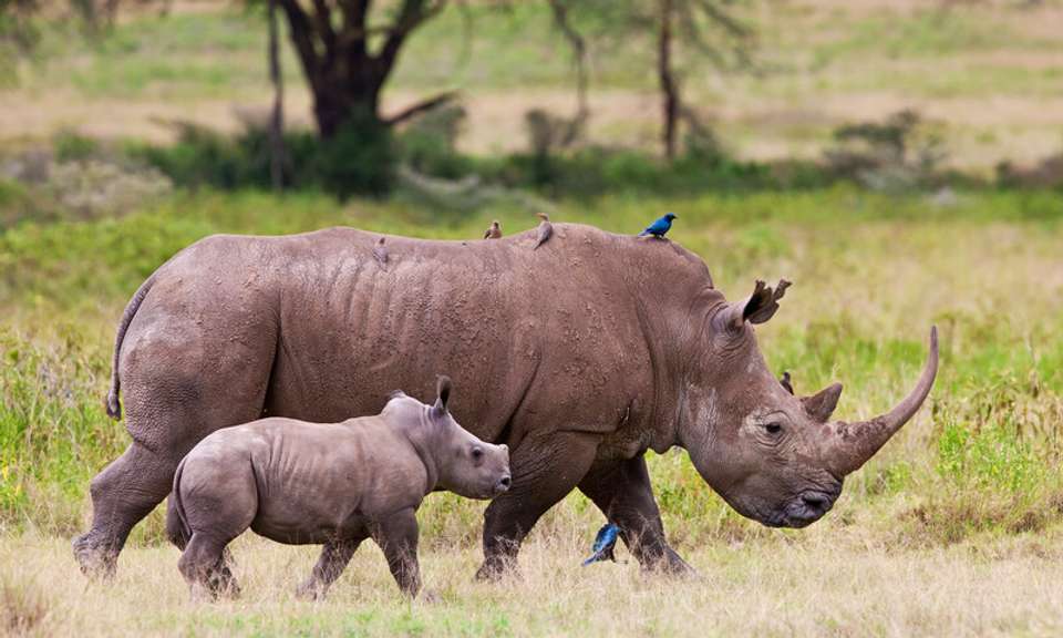 Classic Kenya 4WD Safari - undefined - Image 16