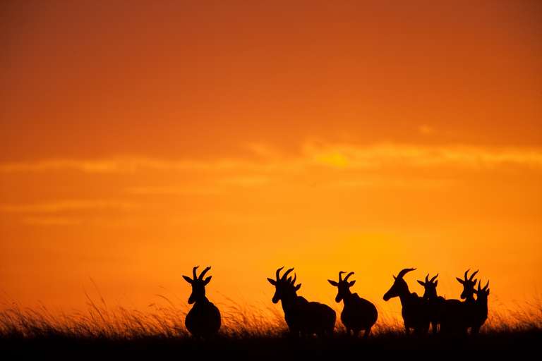 Classic Kenya 4WD Safari trip - alternative tour available