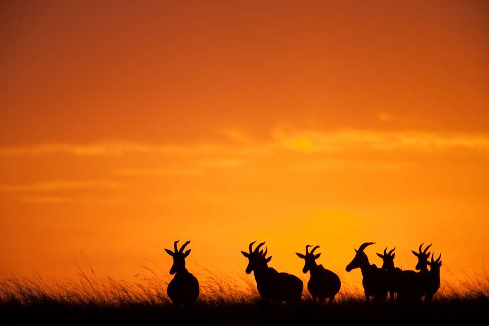 Classic Kenya 4WD Safari - undefined - Image 1