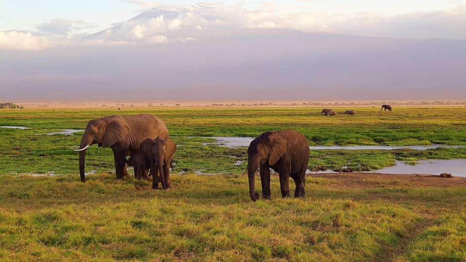 Classic Kenya Safari - Indus Travels - Kenya - Image 7