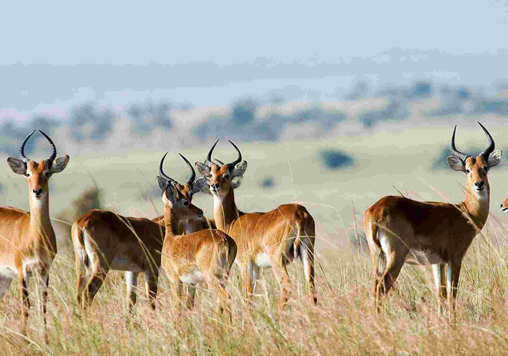 Classic Kenya Safari