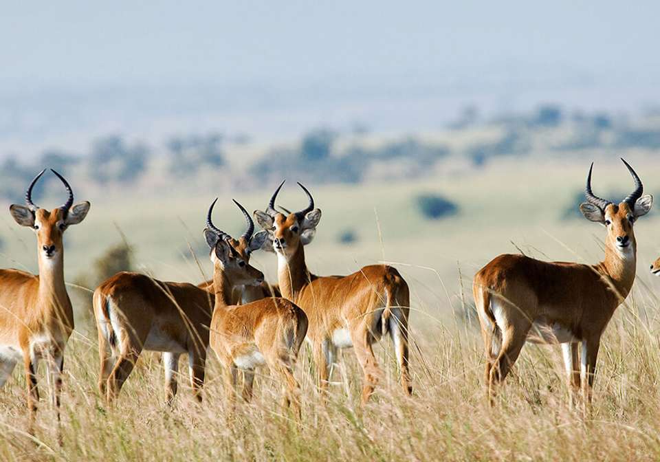 Classic Kenya Safari - Indus Travels - Kenya - Image 1