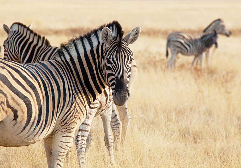 Classic Kenya Safari - Indus Travels - Kenya - Image 3