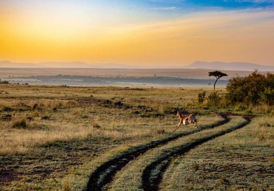 Classic Kenya Safari - Indus Travels - Kenya - Image 6