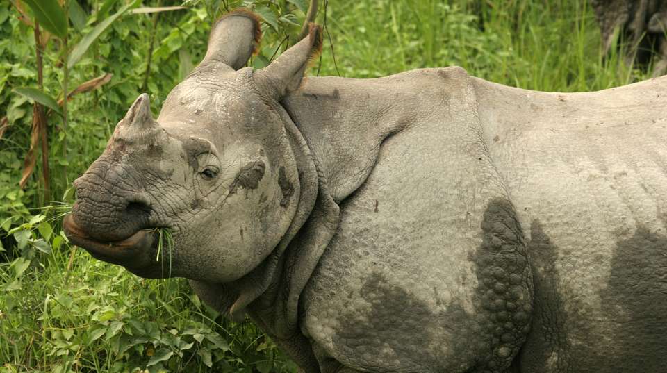 Classic Nepal Experience - Unique Adventure International Pvt Ltd - Nepal - Image 8