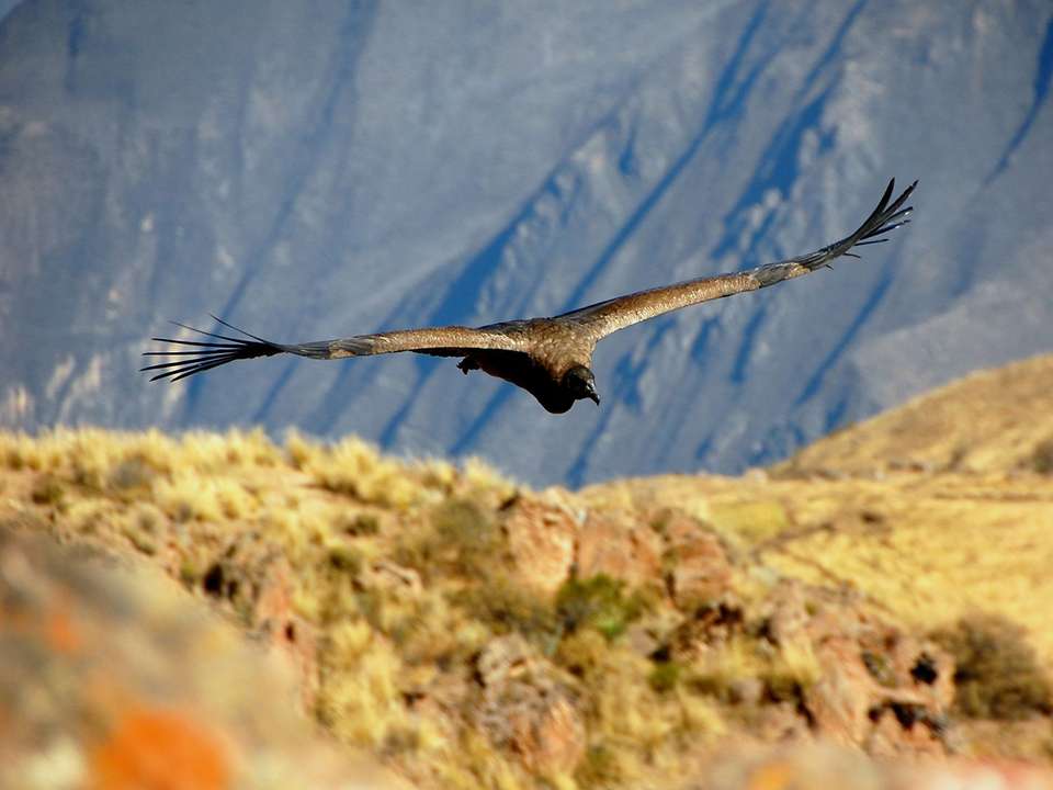 Classic Peru - 14 Days  - On The Go Tours - Peru - Image 4