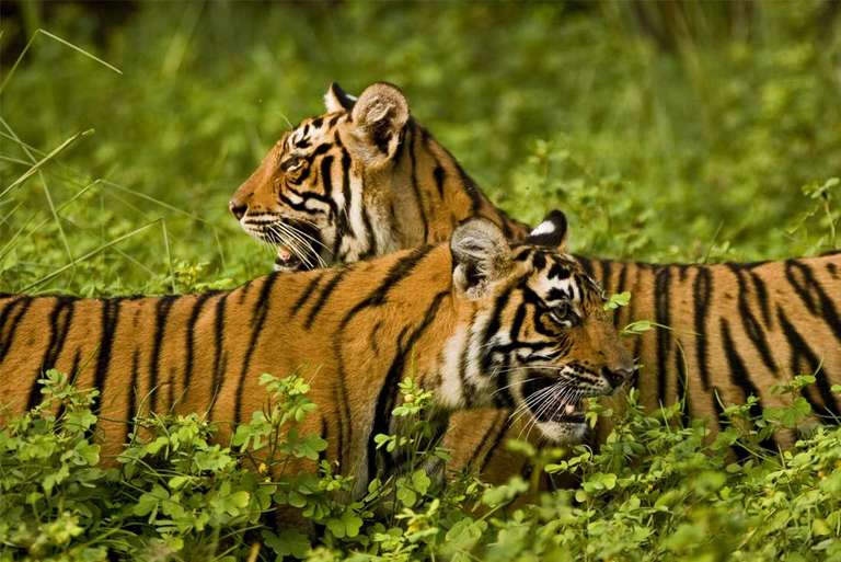 Classic Rajasthan - Summer tours