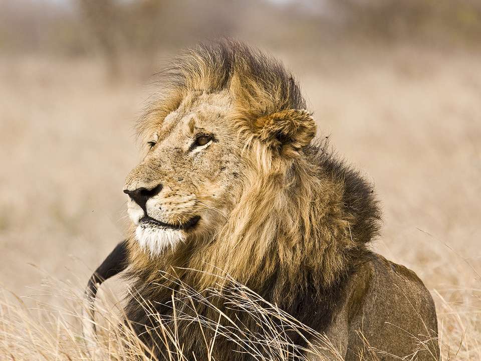 Classic Safari & Cape Town - 7 days - On The Go Tours - South Africa - Image 2