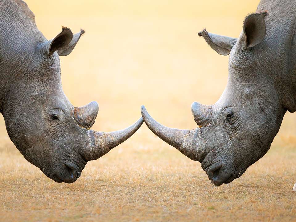 Classic Safari & Cape Town - 7 days - On The Go Tours - South Africa - Image 3