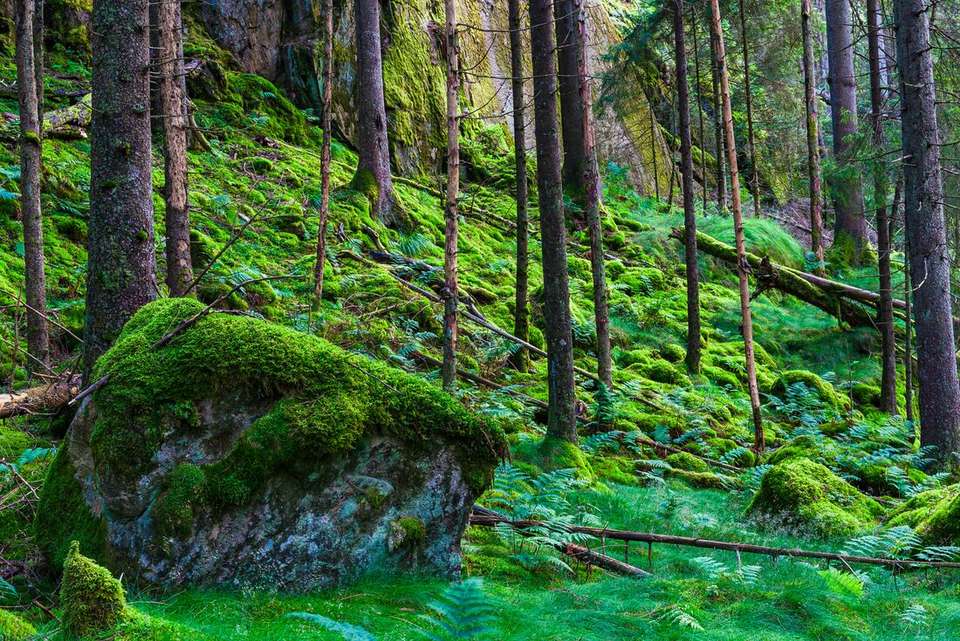 Classic Scandinavia - Intrepid Travel - Finland - Image 6