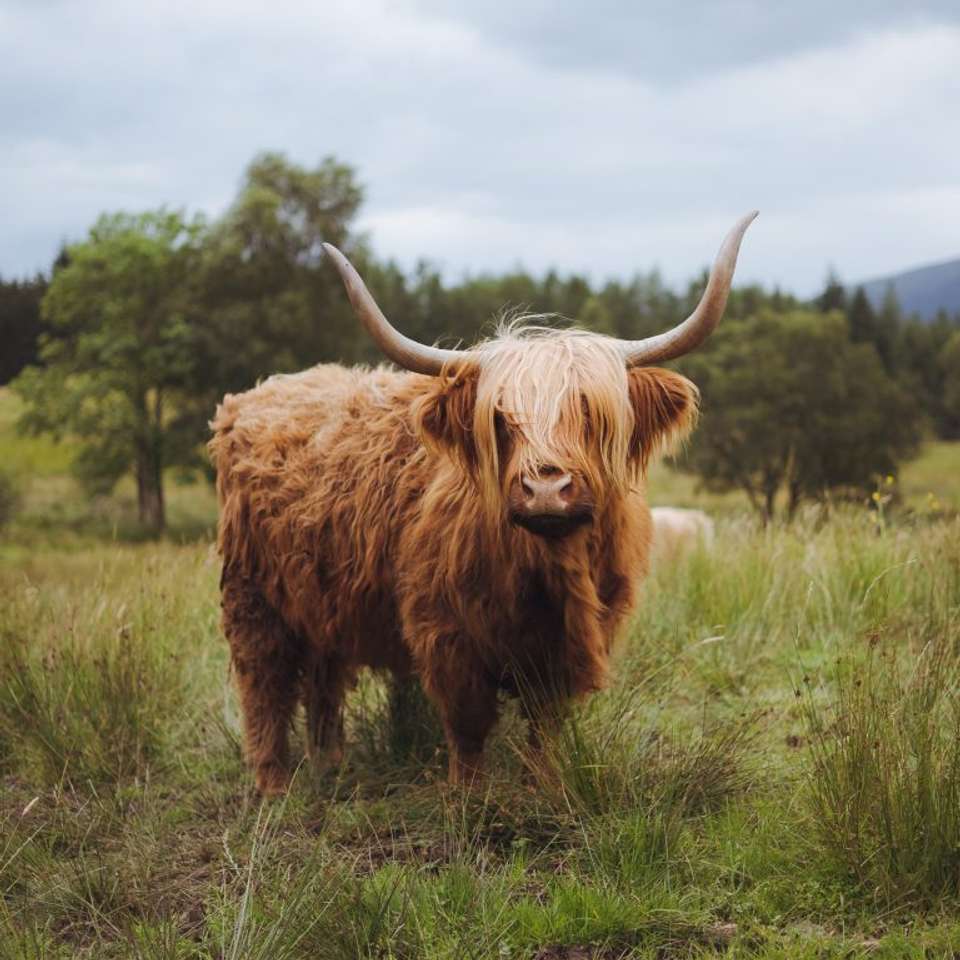 Classic Scotland: Edinburgh to the Highlands - Exodus Adventure Travels - Scotland - Image 3