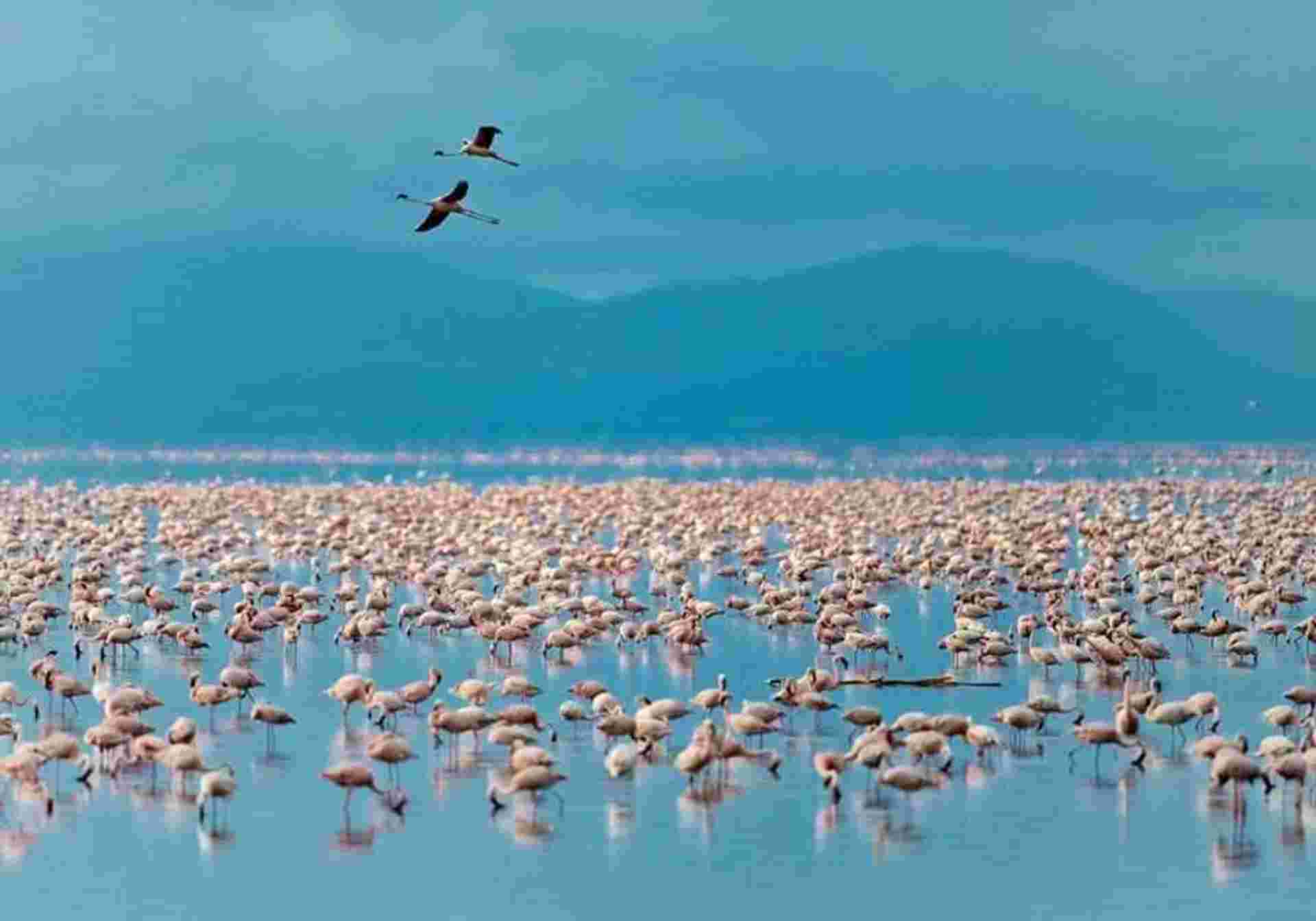 Classic Tanzania Safari