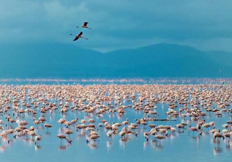 Classic Tanzania Safari trip - alternative tour available