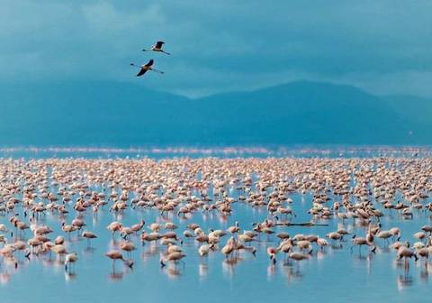 Tanzania Small Group Tours: Classic Tanzania Safari