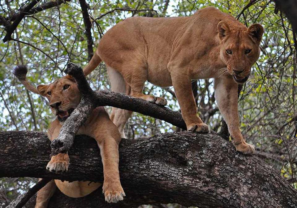 Classic Tanzania Safari - Indus Travels - Tanzania - Image 2