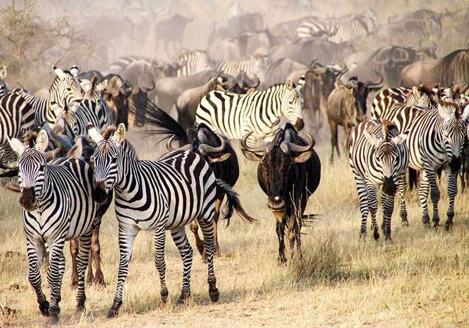 Classic Tanzania Safari - Indus Travels - Tanzania - Image 3
