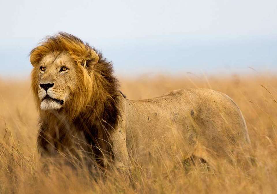 Classic Tanzania Safari - Indus Travels - Tanzania - Image 4