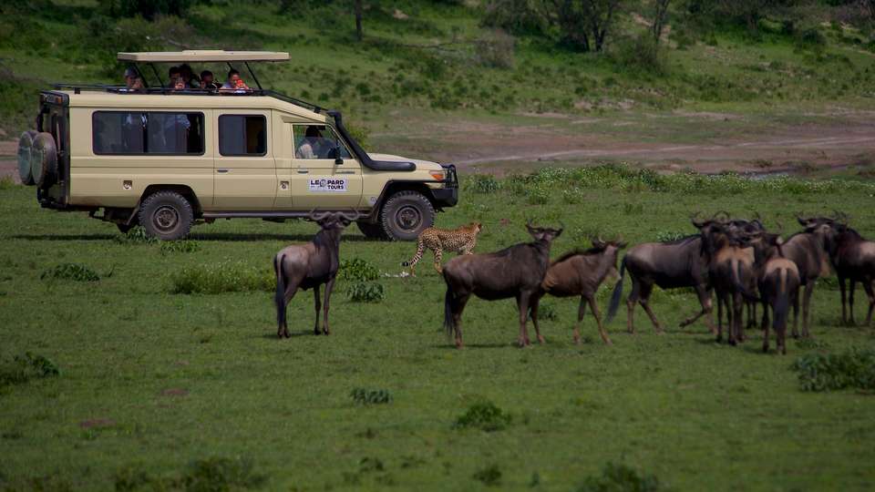 Classic Tanzania Safari - Indus Travels - Tanzania - Image 6